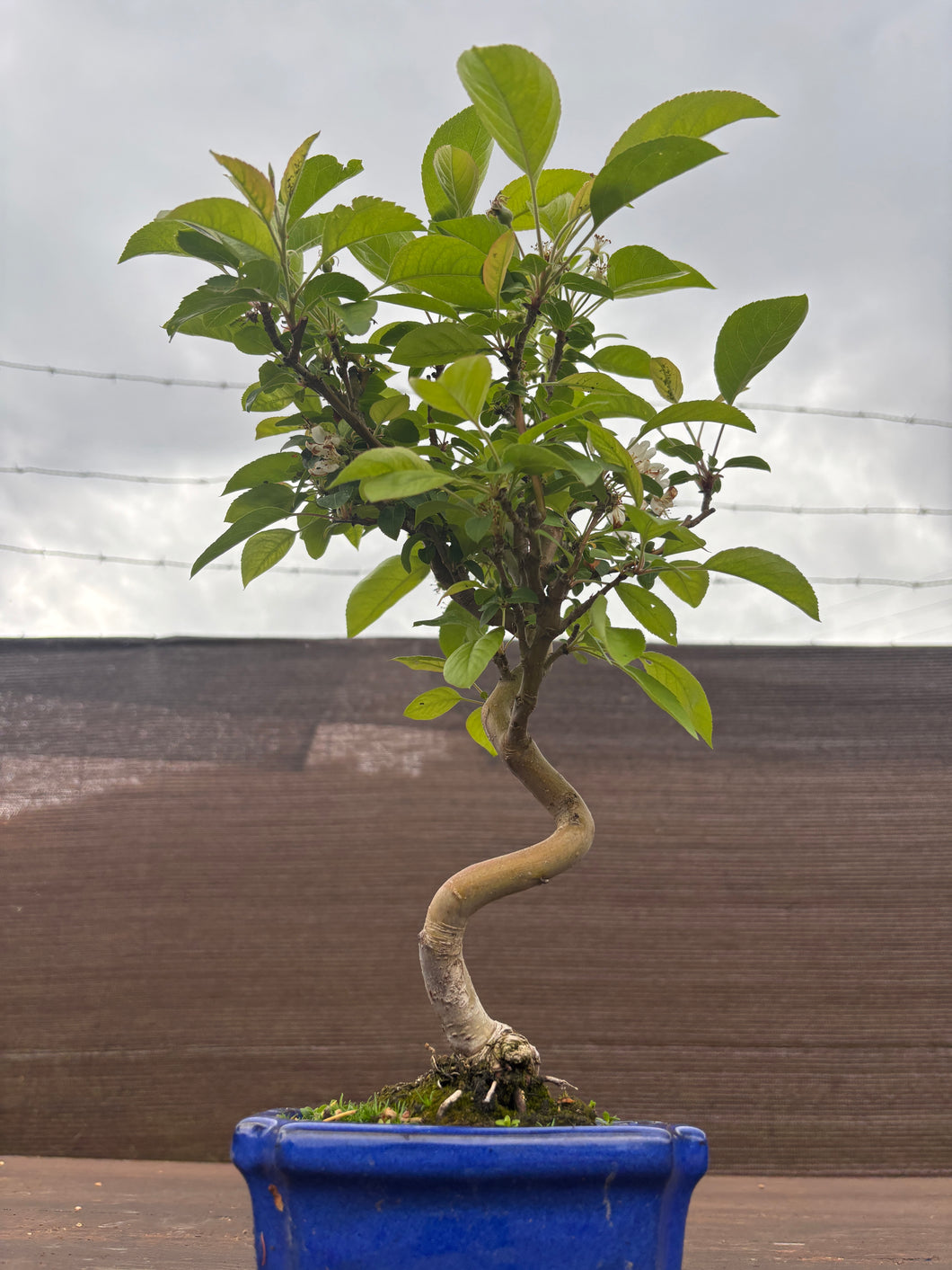 Bonsái Malus 7 años (MANZANO)