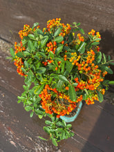 Cargar imagen en el visor de la galería, Bonsái Pyracantha
