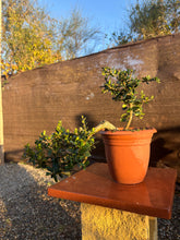 Cargar imagen en el visor de la galería, Prebonsái Olea Europaea (Olivo)
