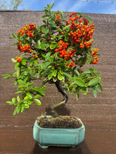 Cargar imagen en el visor de la galería, Bonsái Pyracantha
