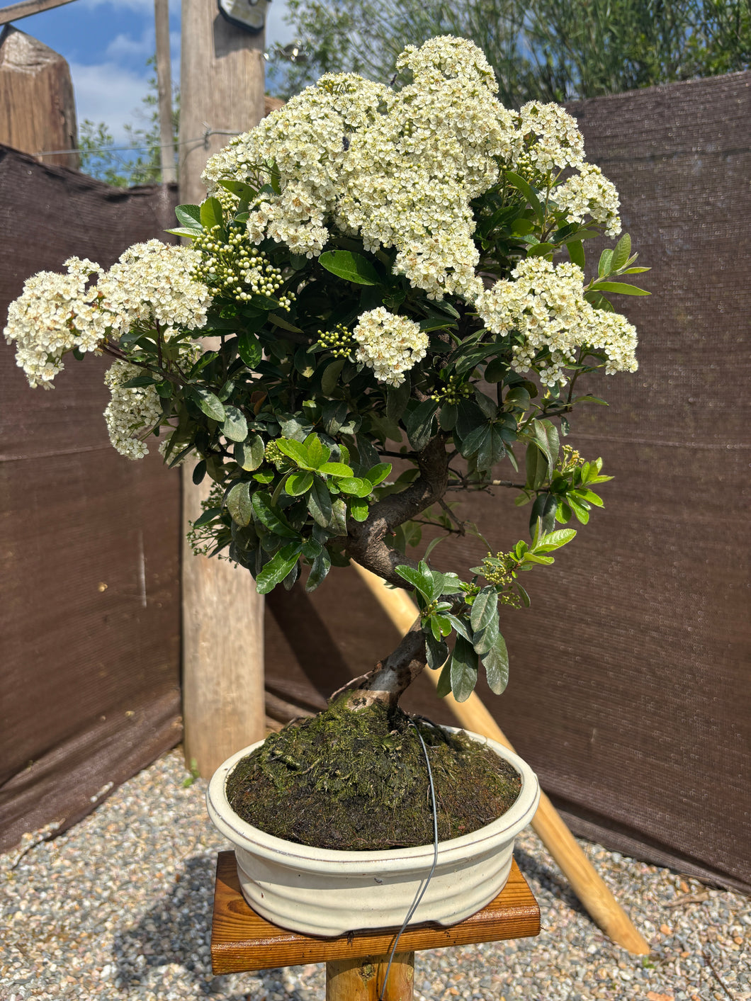 Bonsái Pyracantha 10 años