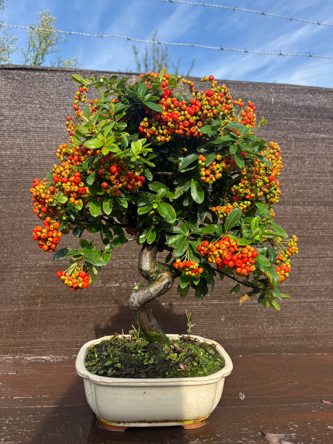 Bonsái Pyracantha 10 años