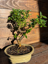 Cargar imagen en el visor de la galería, Bonsái Citrus Myrtifolia (Naranjo moruno) 10 años
