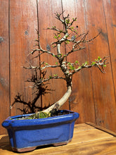 Cargar imagen en el visor de la galería, Bonsái Zelkova Parvifolia (Olmo) 10 años
