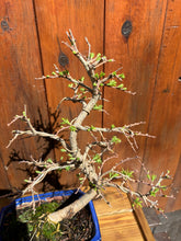 Cargar imagen en el visor de la galería, Bonsái Zelkova Parvifolia (Olmo) 10 años
