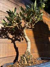 Cargar imagen en el visor de la galería, Bonsái Olea Europaea Sylvestris (ACEBUCHE)
