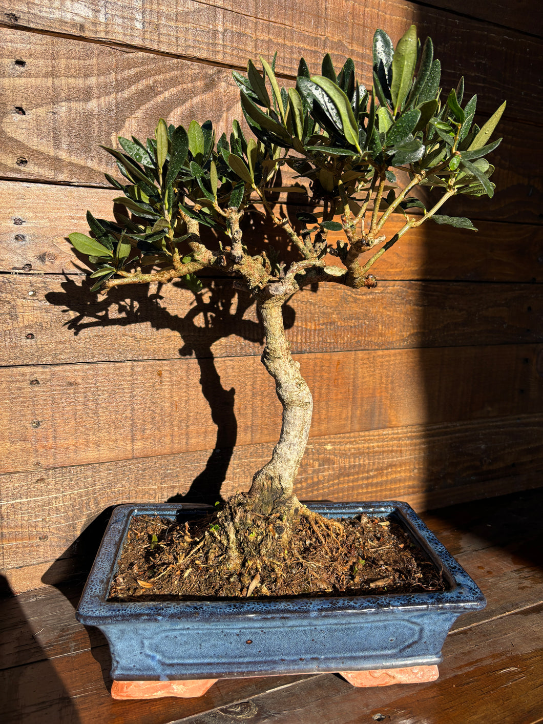 Bonsái Olea Europaea Sylvestris (ACEBUCHE)