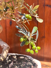Cargar imagen en el visor de la galería, Bonsai Olea Europaea 10 años (Olivo)
