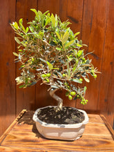 Cargar imagen en el visor de la galería, Bonsai Olea Europaea 10 años (Olivo)
