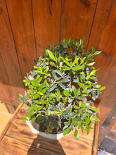 Cargar imagen en el visor de la galería, Bonsai Olea Europaea 10 años (Olivo)
