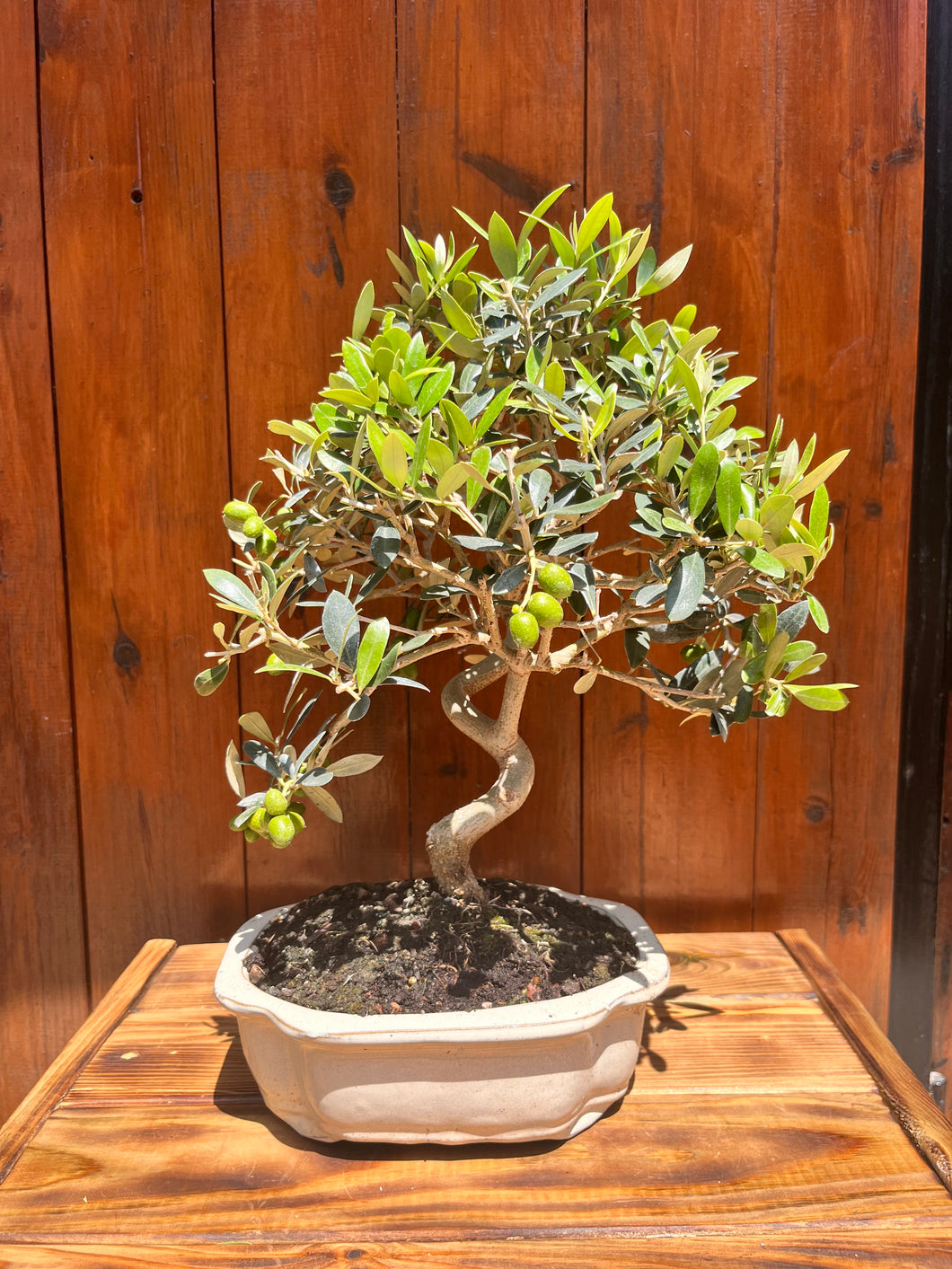 Bonsai Olea Europaea 10 años (Olivo)