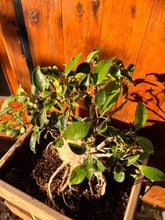 Cargar imagen en el visor de la galería, Bonsái Ficus
