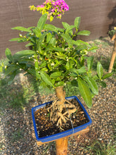 Cargar imagen en el visor de la galería, Bonsái Kinzu 10 años (Naranjo)
