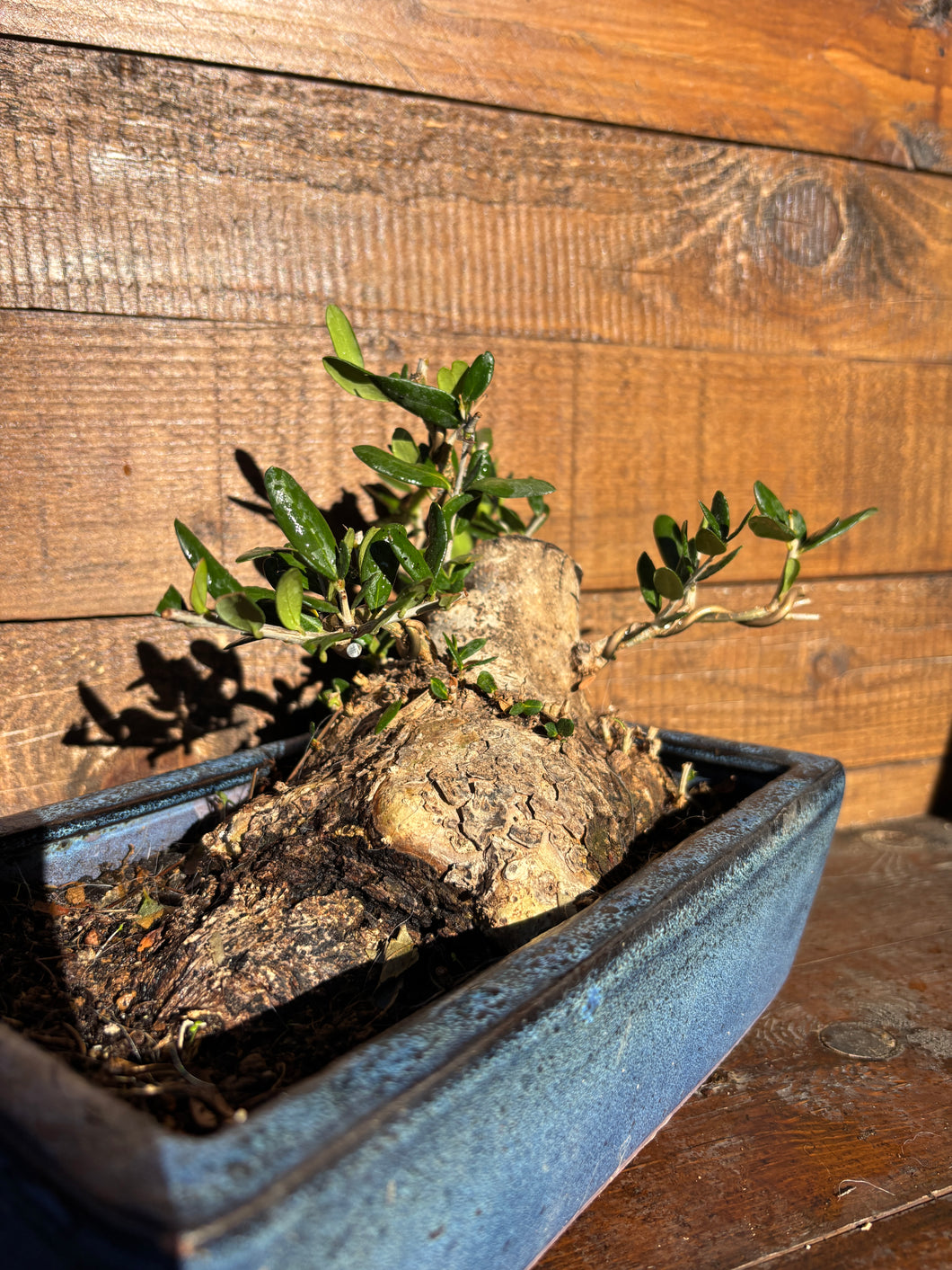 Bonsái Olea Europaea (OLIVO)