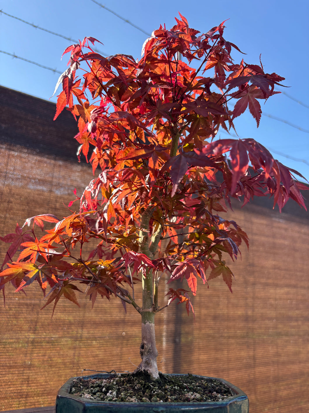 Bonsái Acer Palmatum Deshojo 10 años