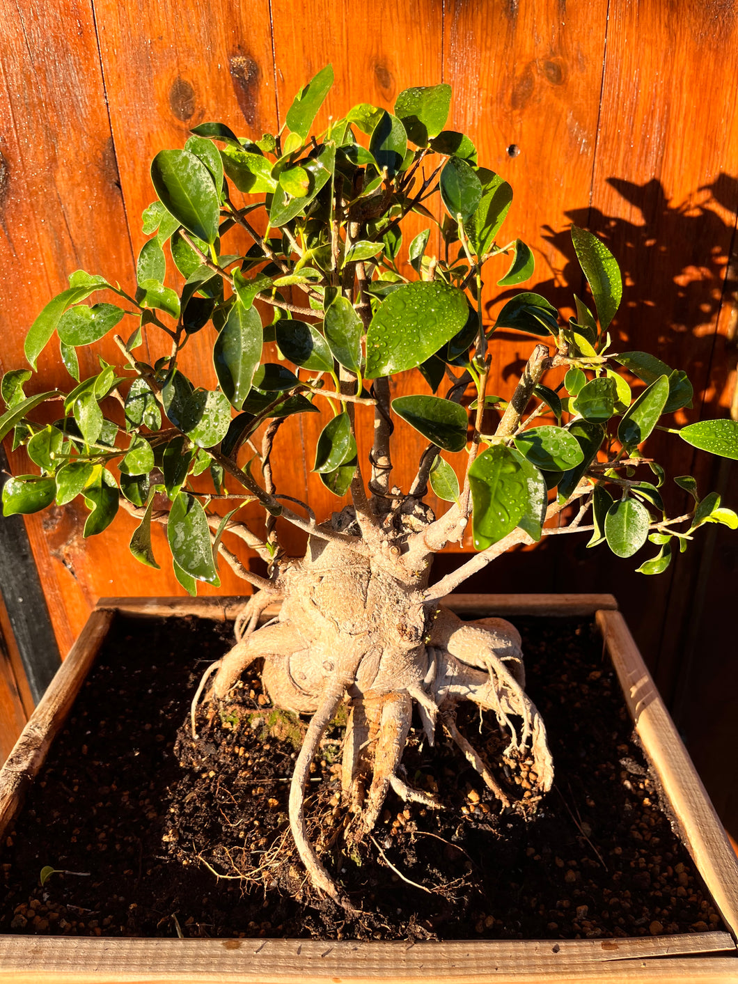 Bonsái Ficus
