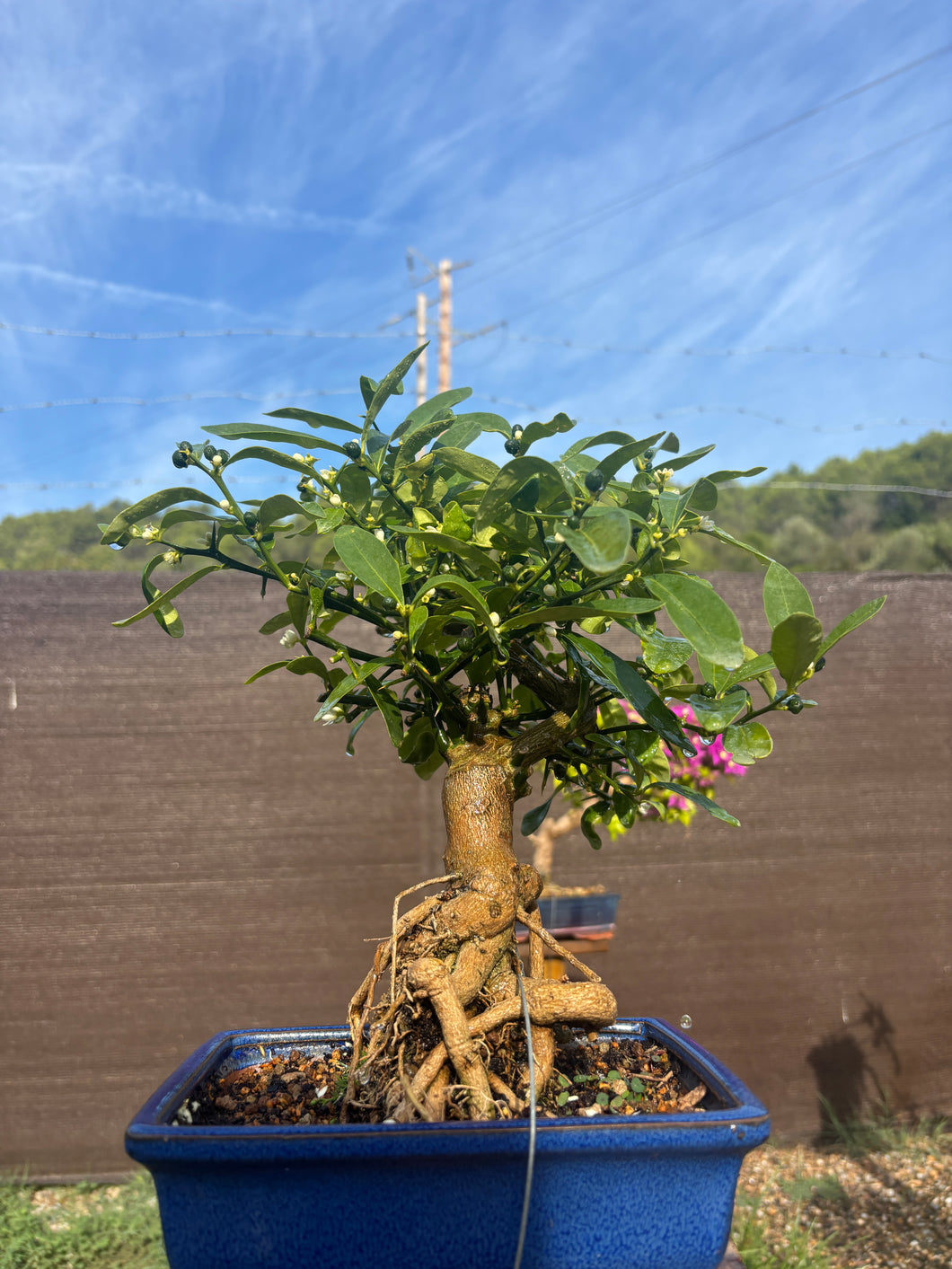 Bonsái Kinzu 10 años (Naranjo)