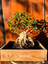 Cargar imagen en el visor de la galería, Bonsái Ficus
