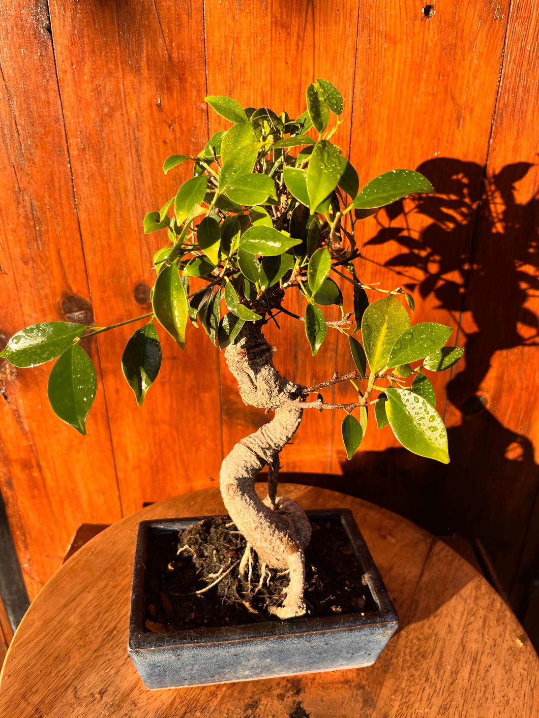 Bonsái Ficus Retusa 8 años