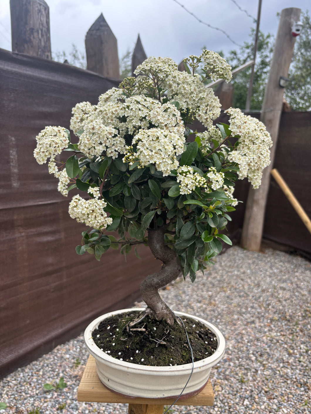 Bonsái Pyracantha 10 años