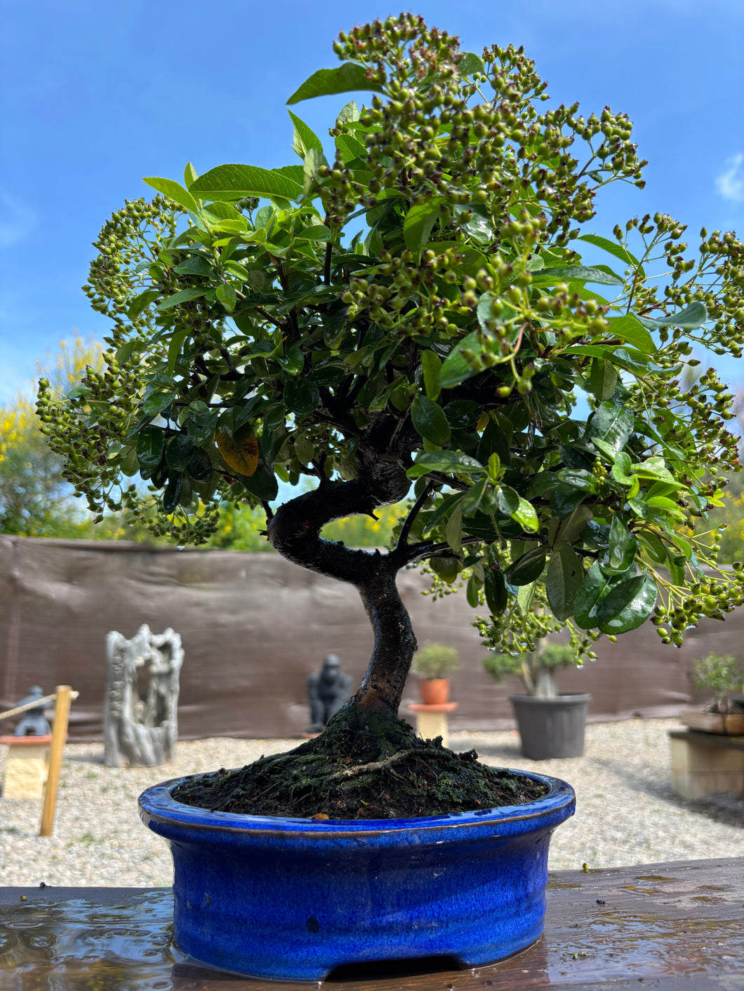Bonsái Pyracantha 10 años