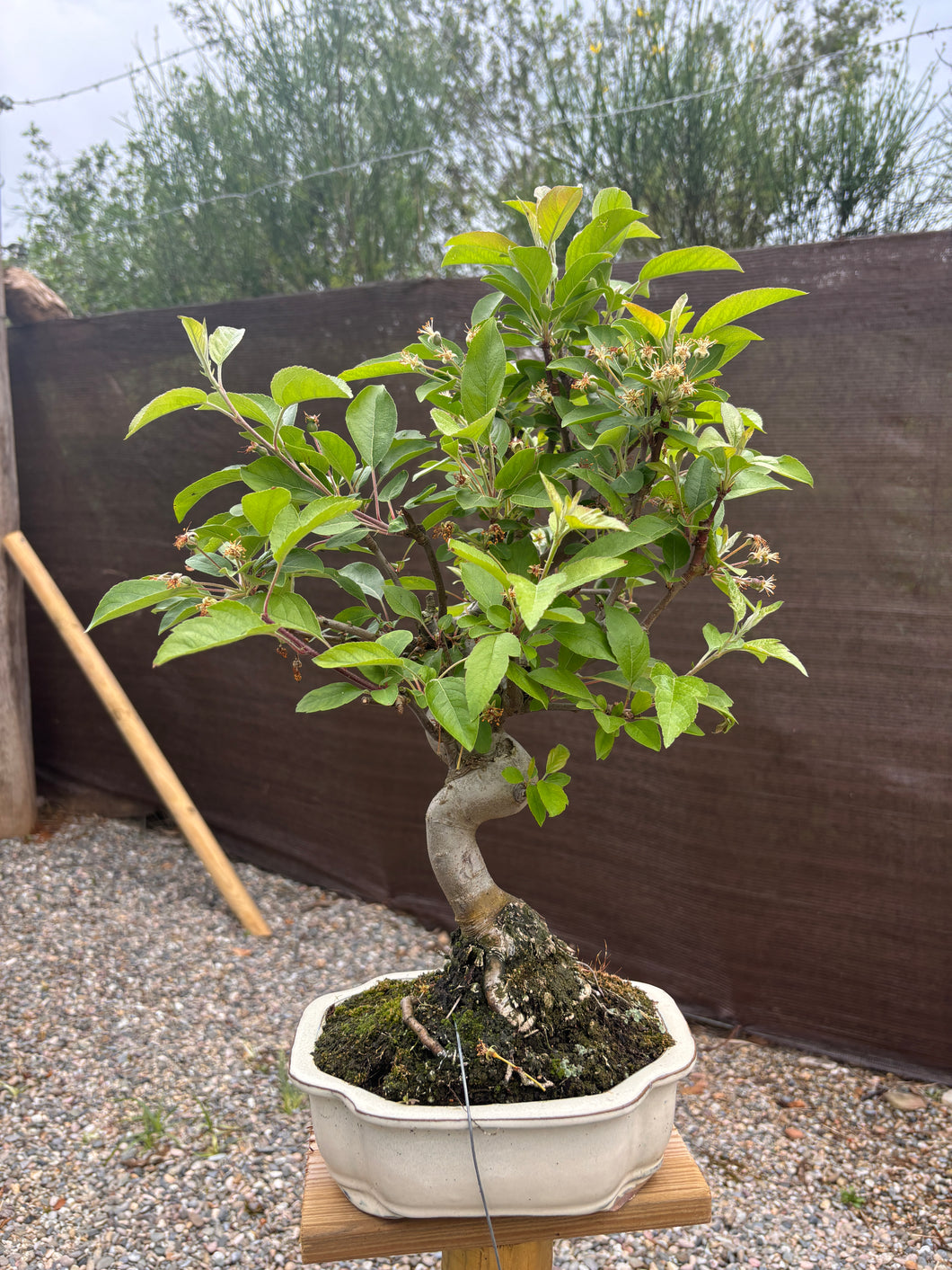 Manzano 10 años (Malus)
