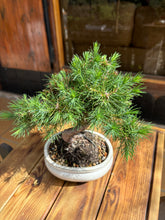 Cargar imagen en el visor de la galería, Bonsái Olea Europaea Sylvestris (ACEBUCHE)
