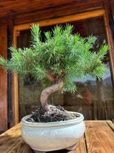 Cargar imagen en el visor de la galería, Bonsái Pinus Halepensis 9 años
