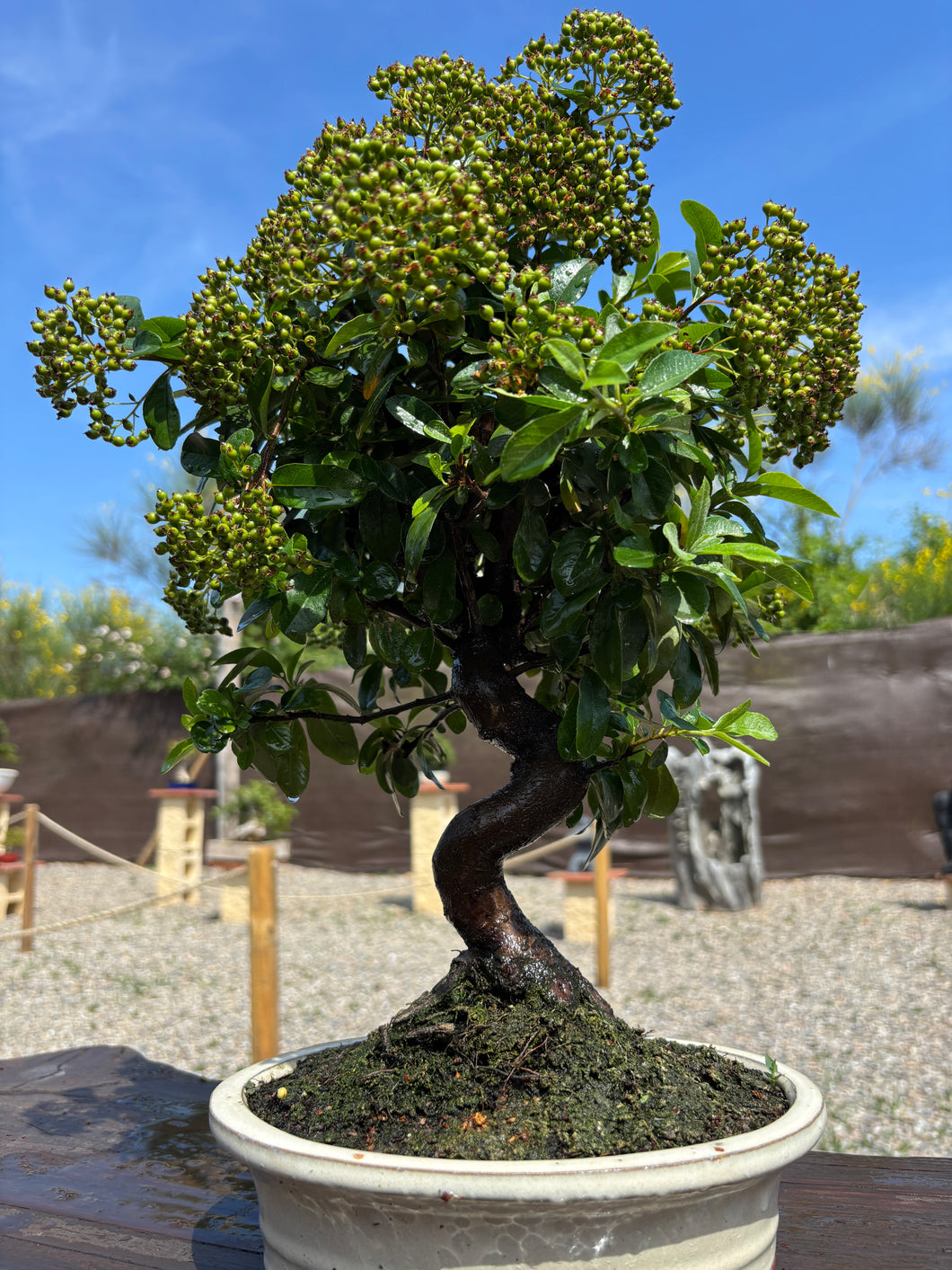 Bonsái Pyracantha 10 años