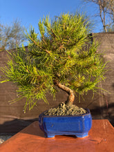 Cargar imagen en el visor de la galería, Pinus halepensis 9 años
