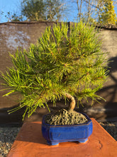 Cargar imagen en el visor de la galería, Pinus halepensis 9 años
