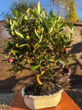 Cargar imagen en el visor de la galería, Bonsái Olivo 9 años
