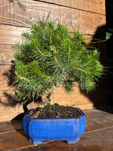 Cargar imagen en el visor de la galería, Bonsái Pinus Halepensis 7 años
