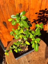 Cargar imagen en el visor de la galería, Bonsái Zelkova Parvifolia (Olmo) 10 años en Akadama y Kiryuzuna
