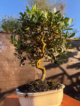 Cargar imagen en el visor de la galería, Bonsái Olivo 9 años
