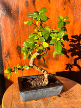 Cargar imagen en el visor de la galería, Bonsái Zelkova Parvifolia (Olmo) 10 años en Akadama y Kiryuzuna

