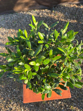 Cargar imagen en el visor de la galería, Bonsái Olivo 9 años
