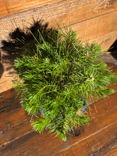 Cargar imagen en el visor de la galería, Bonsái Pinus Halepensis 7 años
