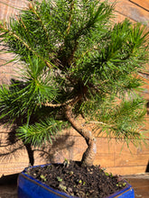 Cargar imagen en el visor de la galería, Bonsái Pinus Halepensis 7 años
