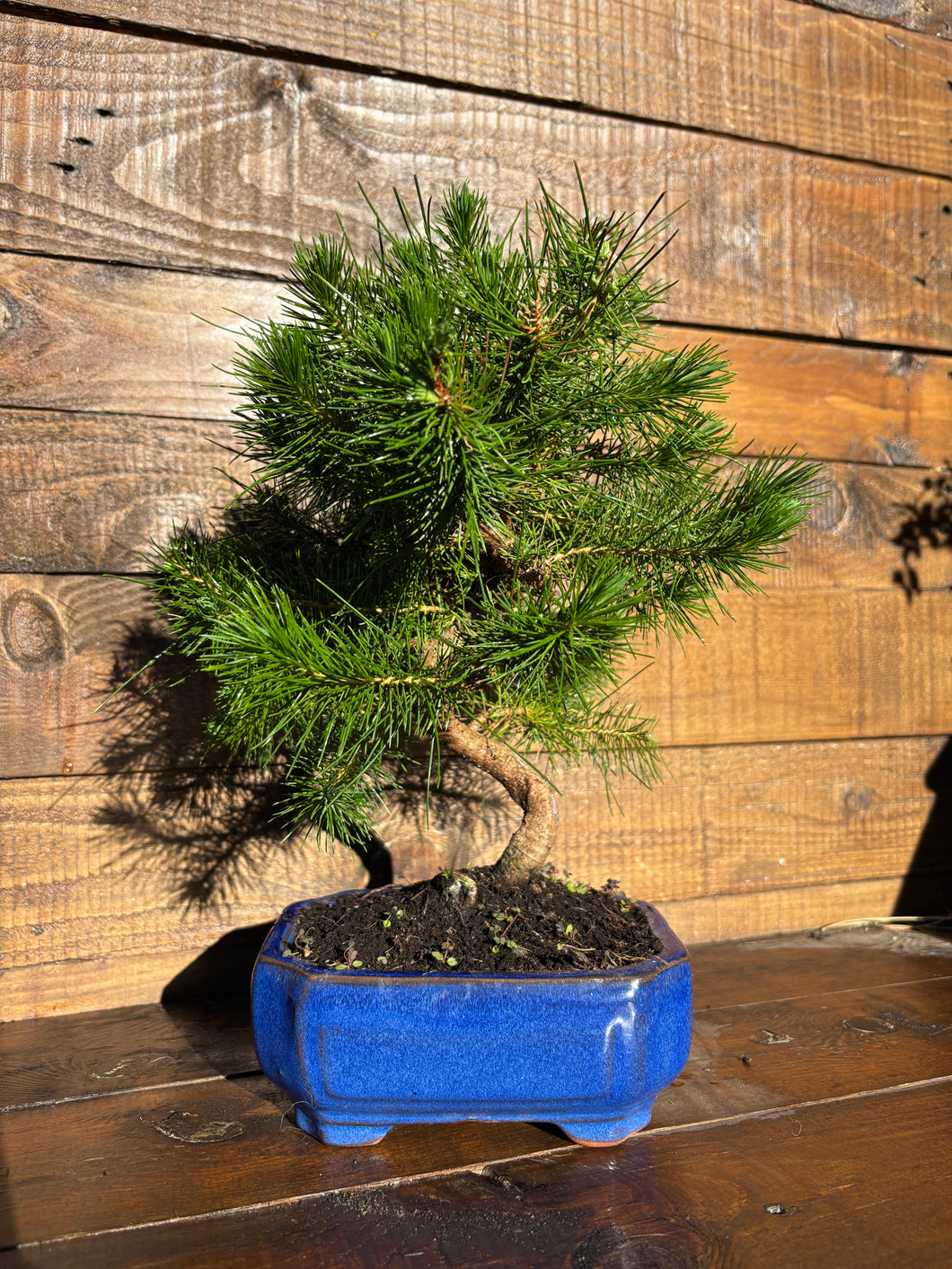 Bonsái Pinus Halepensis 7 años