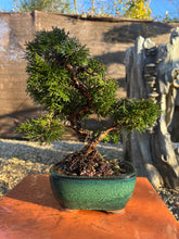 Cargar imagen en el visor de la galería, Juniperus Chinensis 10 años
