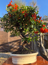 Cargar imagen en el visor de la galería, Bonsái Pyracantha 10 años
