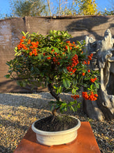 Cargar imagen en el visor de la galería, Bonsái Pyracantha 10 años
