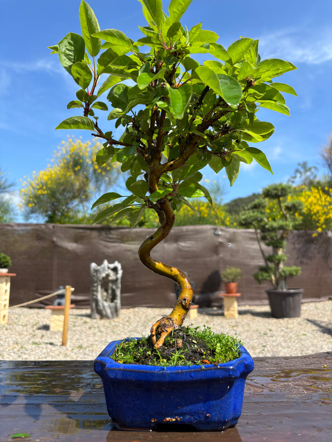 Bonsái Malus 7 años (MANZANO)