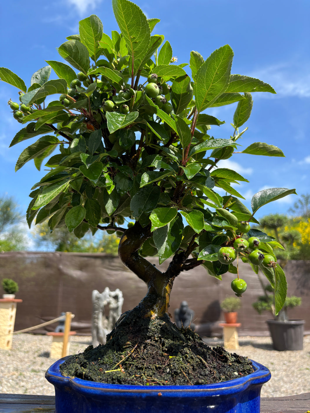 Manzano 10 años (Malus)
