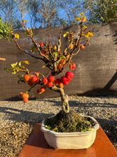 Cargar imagen en el visor de la galería, Manzano 10 años (Malus)
