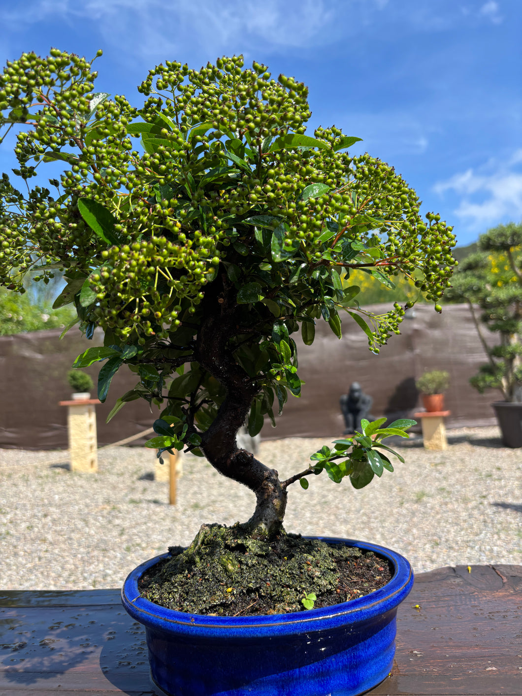 Bonsái Pyracantha 10 años