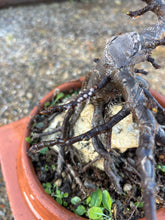 Cargar imagen en el visor de la galería, HIGUERA SOBRE ROCA
