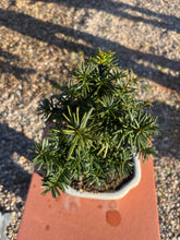 Cargar imagen en el visor de la galería, Bonsái Taxus media 10 años
