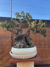 Cargar imagen en el visor de la galería, Bonsái Olea Europaea (OLIVO)
